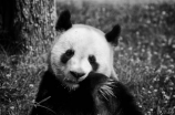 熊猫(熊猫大展身手：可拉车、可爬墙、学习能力接近人类)