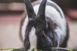 兔子(如何做好养兔，让你的“小桃子”更健康)